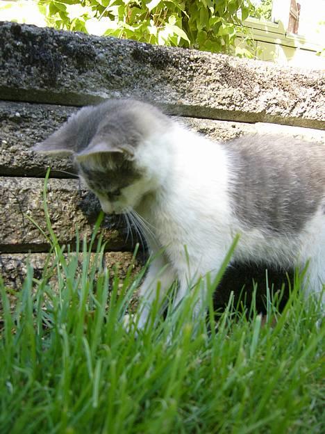 Huskat ?!?  billede 10