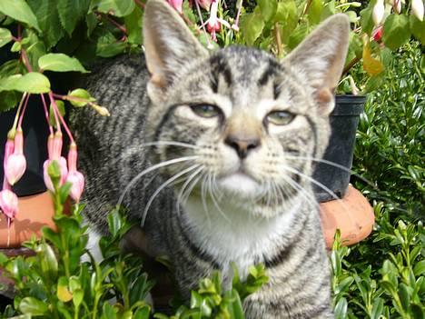 Huskat ?!  - hej, vil du snakke lidt med mig? billede 1