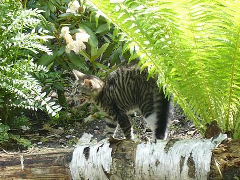 Huskat ?!  - GRAH.. jeg er en farlig tiger i den store skov!! billede 2