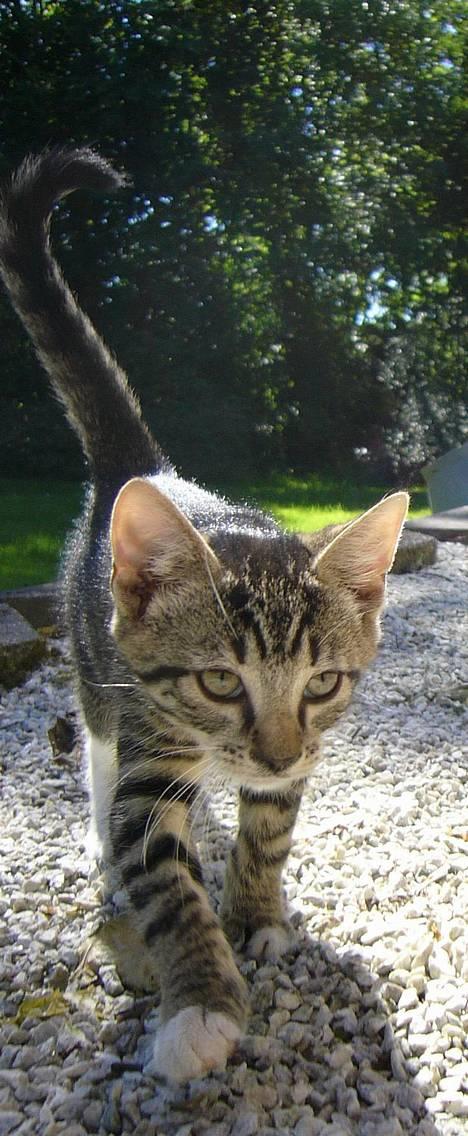 Huskat ?!  - Her kommer jeg!! billede 3