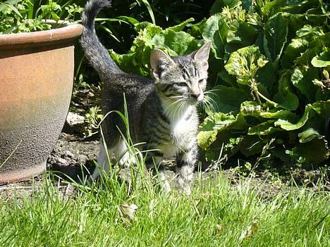 Huskat ?!  - Uha en ny lugt?! billede 4