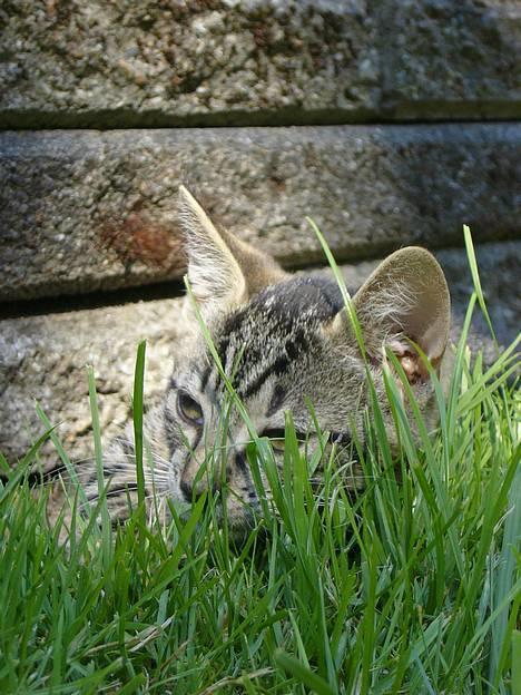 Huskat ?!  - Her ligger jeg da mægtig godt..  billede 5