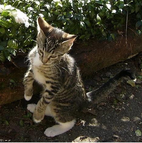 Huskat ?!  - Er jeg ikke dygtig?! billede 7