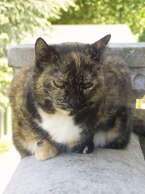 Huskat <3 Fie <3 - Er jeg ikke bare smuk eller er jeg bare SMUK billede 8