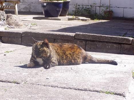 Huskat <3 Fie <3 - Flader ud billede 9