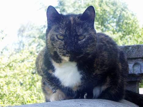 Huskat <3 Fie <3 - Se mig  billede 10