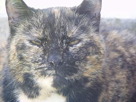 Huskat <3 Fie <3 - Ffff det lygter godt :oP billede 11