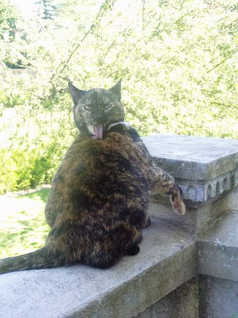 Huskat <3 Fie <3 - Uha jeg er lidt besikdt billede 12