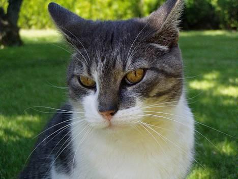 Huskat  *_Findus_* billede 19