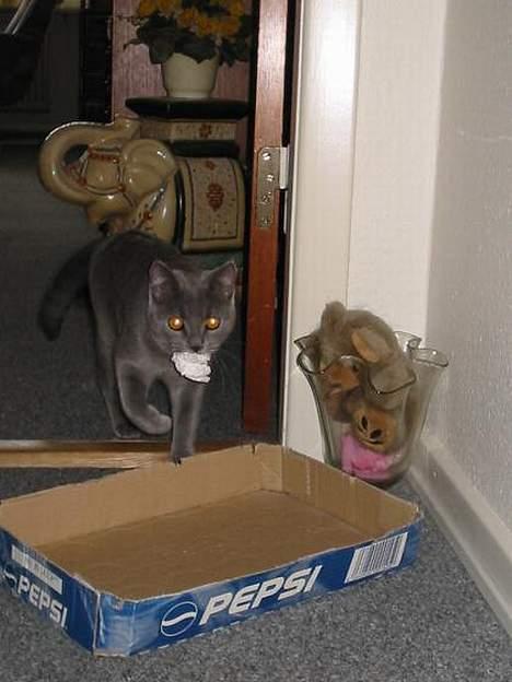 Blanding af racer Mille billede 20