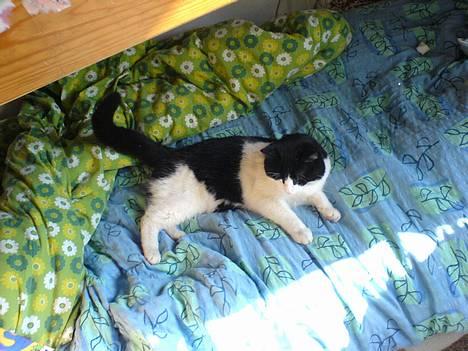 Blanding af racer kisling (død) - nu er det min seng billede 1