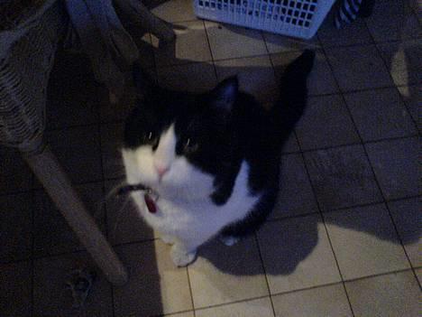 Blanding af racer kisling (død) - mig billede 2