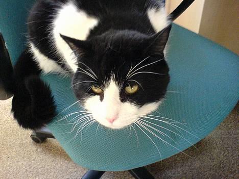 Blanding af racer kisling (død) - mig igen billede 3