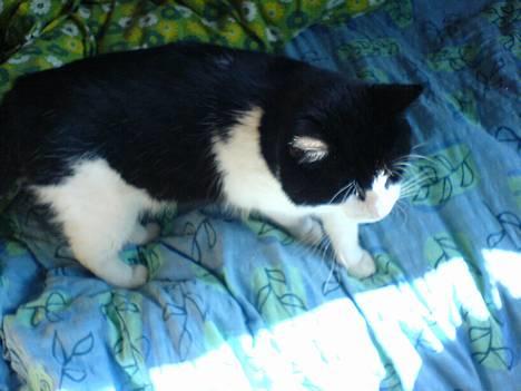 Blanding af racer kisling (død) - og så lige mig igen billede 4