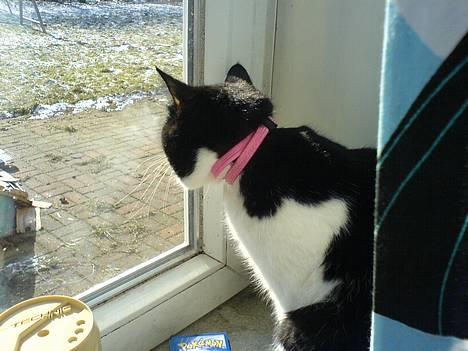 Blanding af racer kisling (død) - og mig billede 5