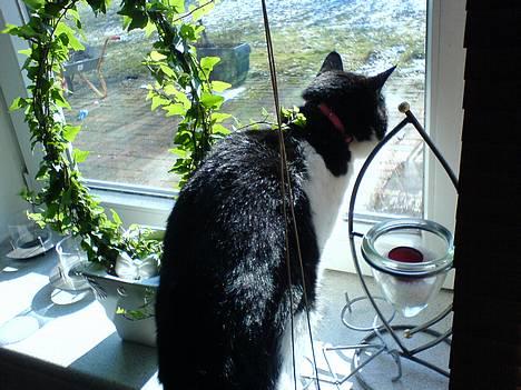 Blanding af racer kisling (død) - mig og et vindue  billede 6