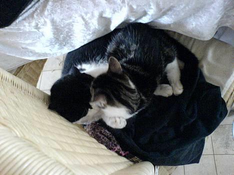 Blanding af racer kisling (død) - min søster dere bider MIG igen billede 7