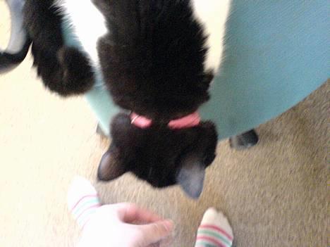 Blanding af racer kisling (død) - mig og mig billede 8