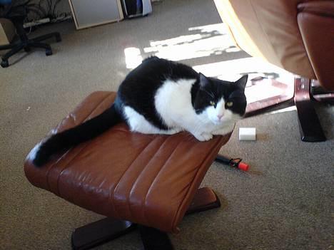 Blanding af racer kisling (død) - mig og min skammel billede 9