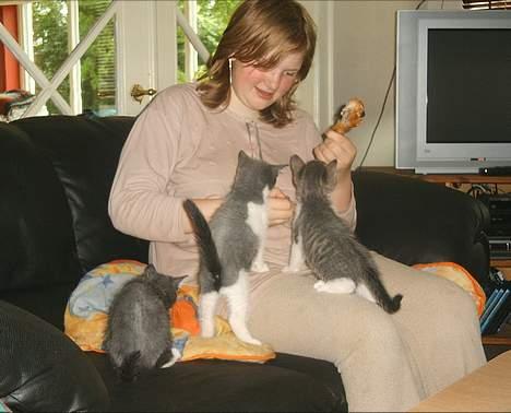 Blanding af racer kisling (død) - mig som killing (er jeg ikke nuser ) billede 10