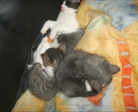 Blanding af racer kisling (død) - mig som killing billede 11