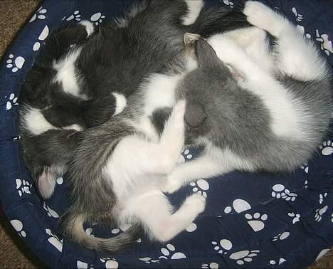 Blanding af racer kisling (død) - mig som killing billede 12