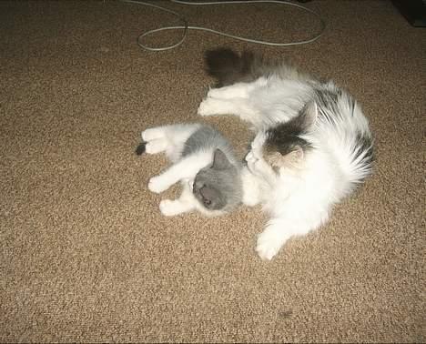 Blanding af racer kisling (død) - mig som killing  billede 13