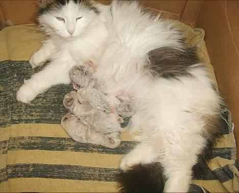 Blanding af racer kisling (død) - mig som killing her er jeg ikke særlig gammel  billede 14