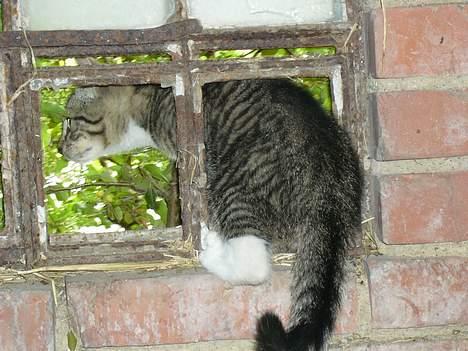 Huskat ?!  - Var der nogen der bankede på? billede 8