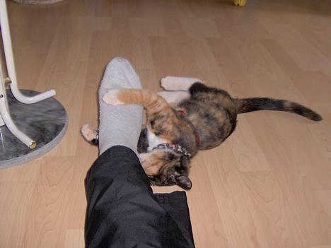 Blanding af racer Yasmin billede 1