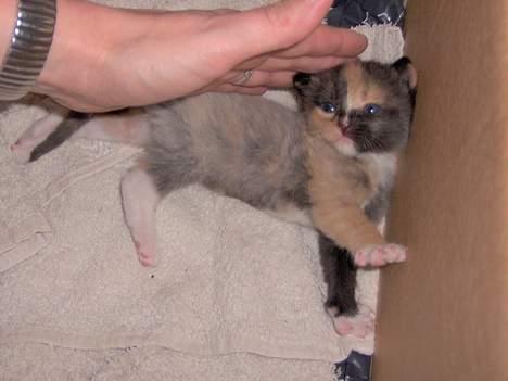 Blanding af racer Yasmin billede 2