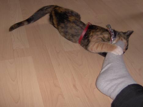 Blanding af racer Yasmin billede 3