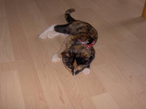 Blanding af racer Yasmin billede 4