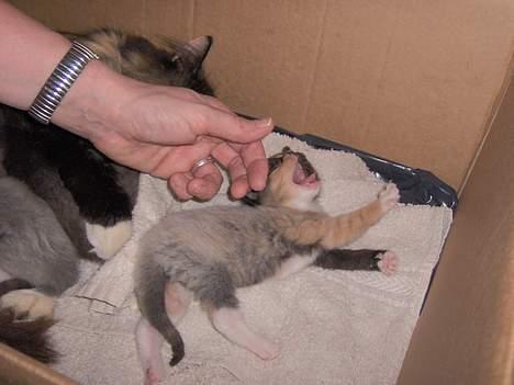 Blanding af racer Yasmin billede 5