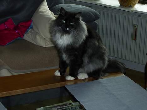 Norsk Skovkat Tornado - døde d 13/5-07 billede 11