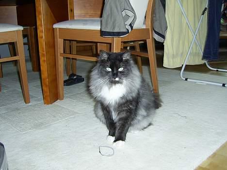 Norsk Skovkat Tornado - døde d 13/5-07 billede 12