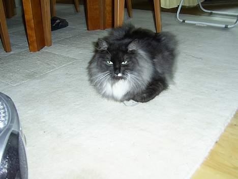 Norsk Skovkat Tornado - døde d 13/5-07 billede 13