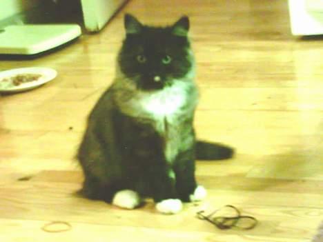 Norsk Skovkat Tornado - døde d 13/5-07 - tornado da vi lige havde f¨ået ham hjem... billede 14