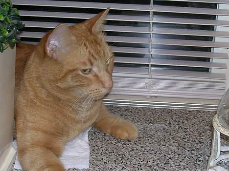 Huskat Garfield - hmm billede 11