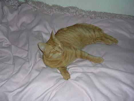 Huskat Garfield billede 12