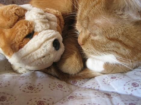 Blanding af racer Mille - R.I.P. billede 10