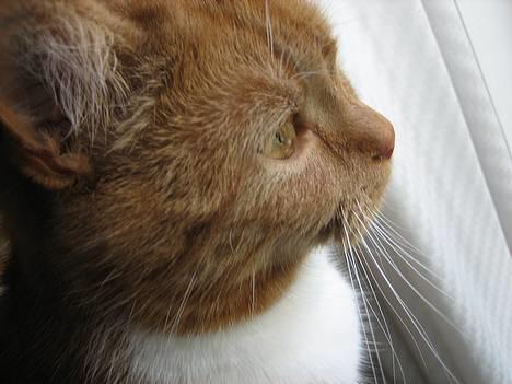 Blanding af racer Mille - R.I.P. billede 11