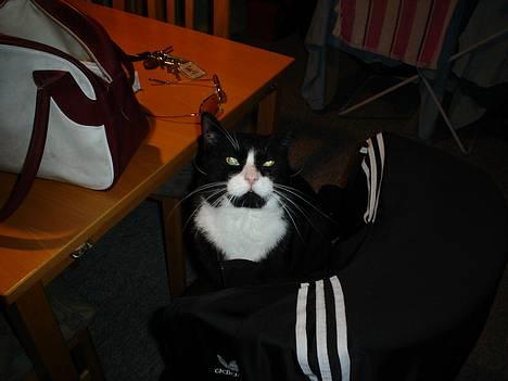 Blanding af racer mads *Himmelkat* - åhhh! jeg lå lige så godt billede 1