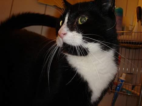 Blanding af racer mads *Himmelkat* - Hov hvad var det? billede 2