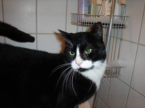 Blanding af racer mads *Himmelkat* - nej altså du skal ikke tage billed af mig når jeg drikker af vandhanen billede 3