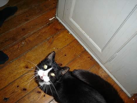 Blanding af racer mads *Himmelkat* - Hej hej! jeg er hernede!!! billede 4