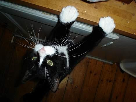 Blanding af racer mads *Himmelkat* - HM! er der mon noget mad jeg kan tage fra køkkenbordet? billede 5