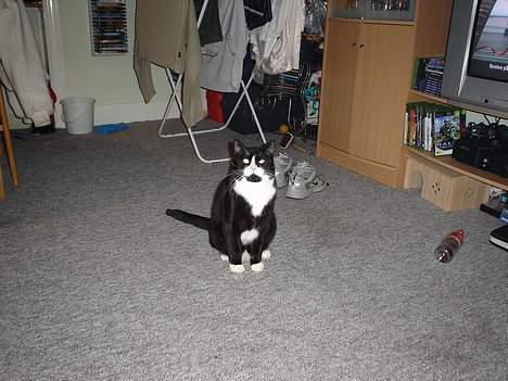 Blanding af racer mads *Himmelkat* - tag nu det billed jeg kan jo ikke blive ved med at smile billede 6