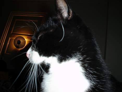 Blanding af racer mads *Himmelkat* - er min profil ikke god! billede 7