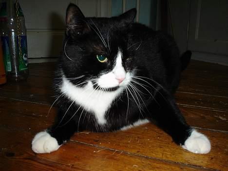 Blanding af racer mads *Himmelkat* - jeg ligger lige og flader ud billede 8